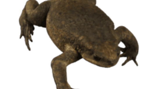 Large female cane toad