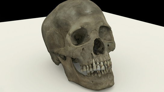 Artec 3D scans with no markers for an interactive skull museum