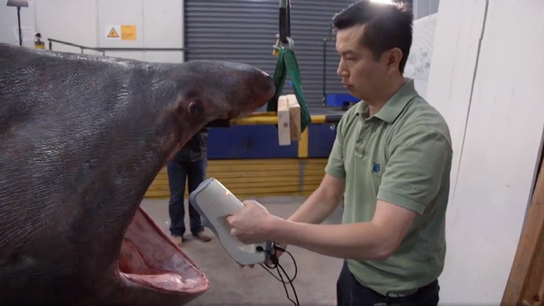Rare basking shark with a head for science becomes model specimen