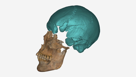 Nepal bones