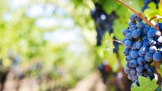 Early Bronze Age Science of Viticulture Gets a 21st-Century Artec Update