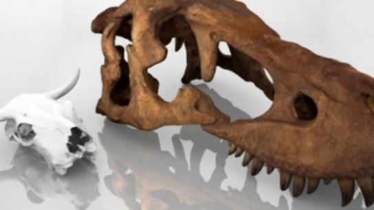 Dinosaurs in 3D