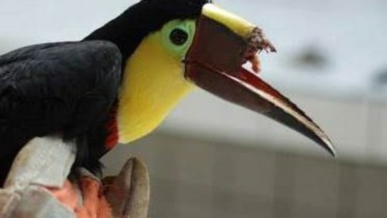 Injured toucan is one step closer to getting a new 3D printed beak