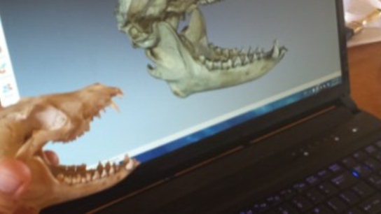 TBI paleontological expedition: Scanning our animal ancestors