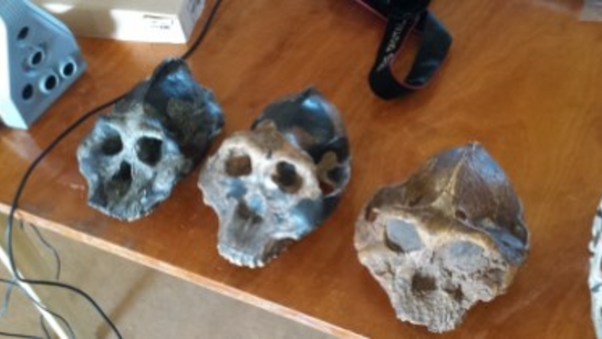 From ancient beginnings to the future: replicating prehistoric fossils of hominids in 3D