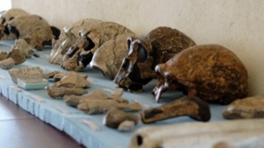 Using 3D scanning technology to study our past – an interview with a paleontologist