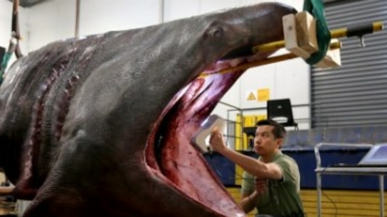 Rare basking shark with a head for science becomes model specimen