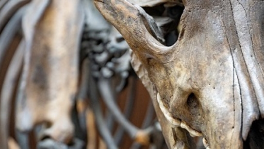 3D scanning at La Brea Tar Pits with Artec Space Spider
