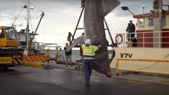 3D scanning a rare basking shark with Artec Eva
