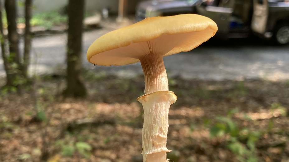 Amazon Giant Mushrooms