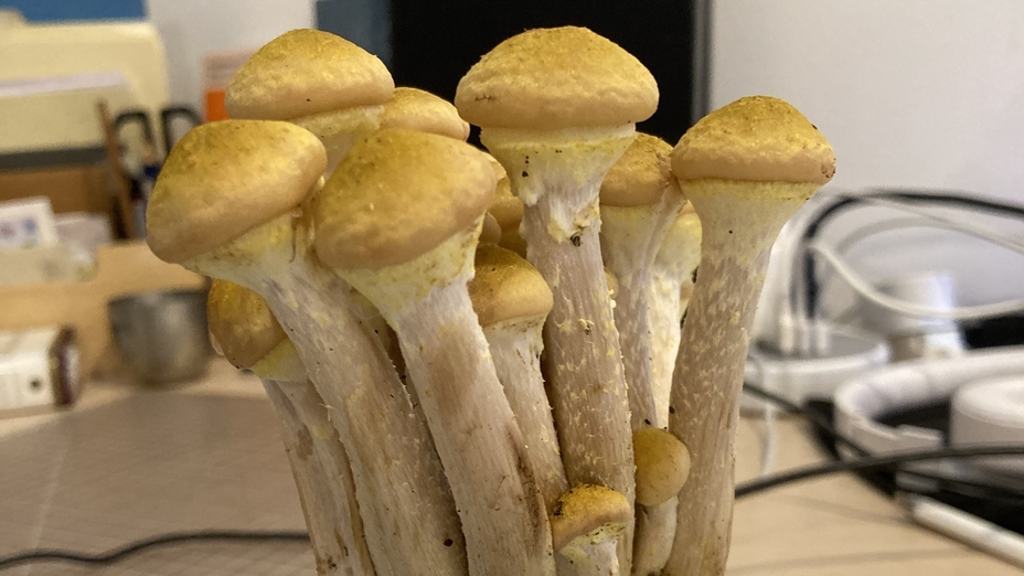 Amazon Giant Mushrooms