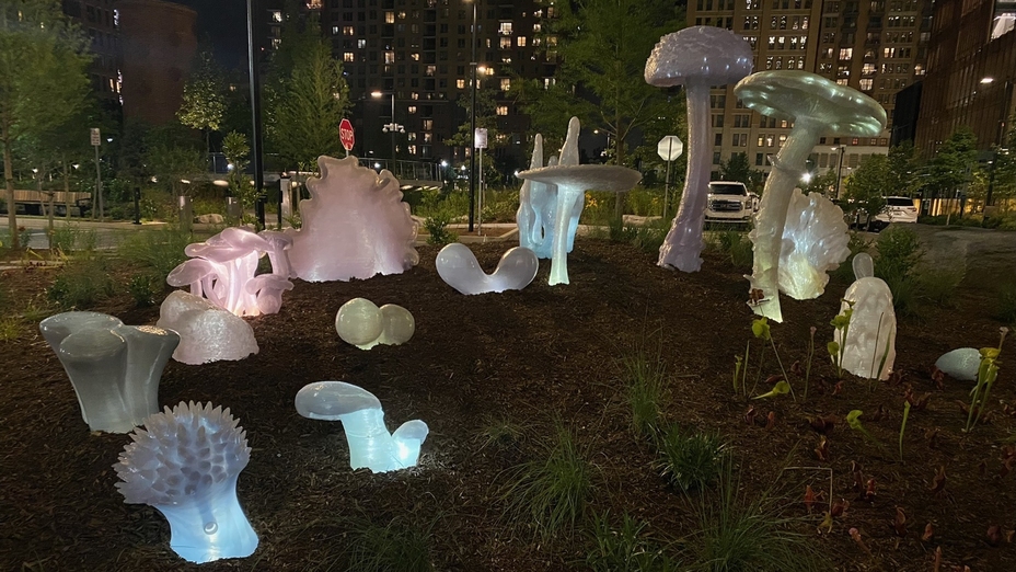 Amazon Giant Mushrooms