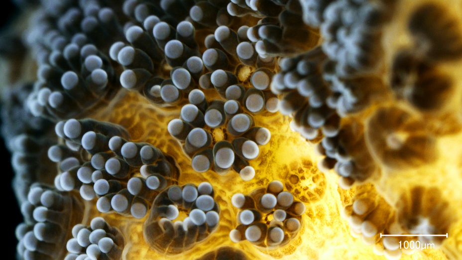 Coral scanning