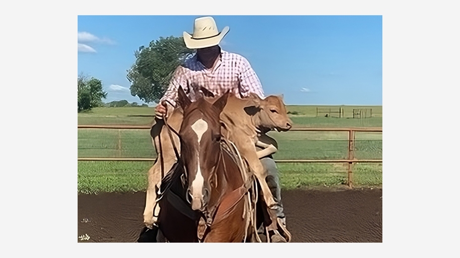 Horse scanning