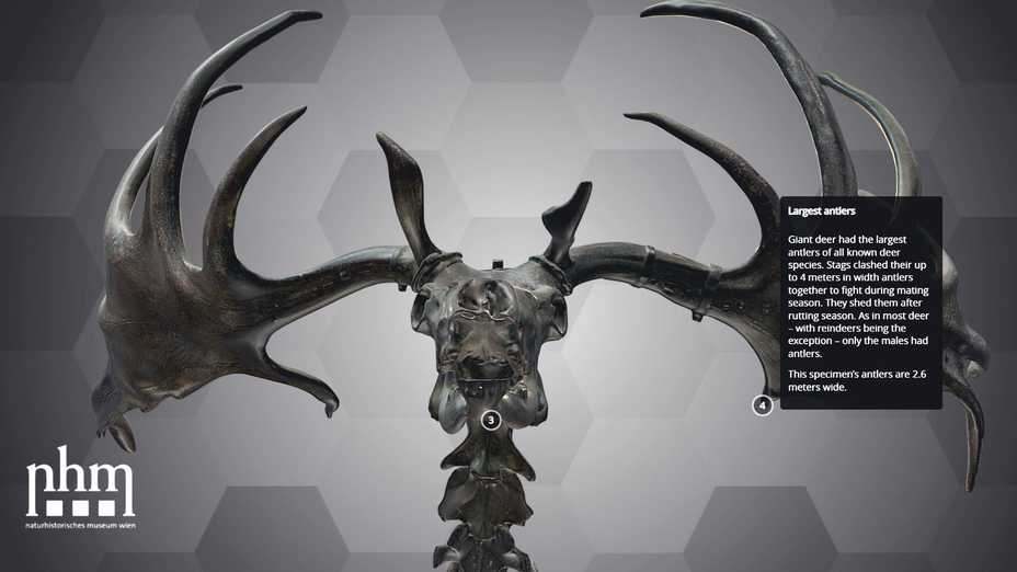 Vienna Giant Deer