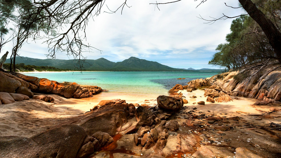 Tasmanian seashells